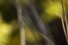 Forest Abstract