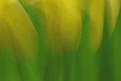 Yellows and Greens