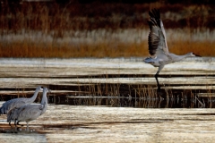 Crane Gossip
