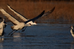 Crane Liftoff