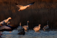 Early Morning Takeoff