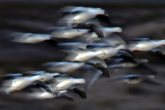 Group Flight