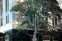 A Tree Grows on Wilshire