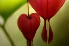 Hearts