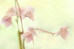Silent Softness